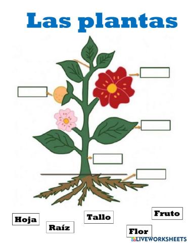 Partes de la planta