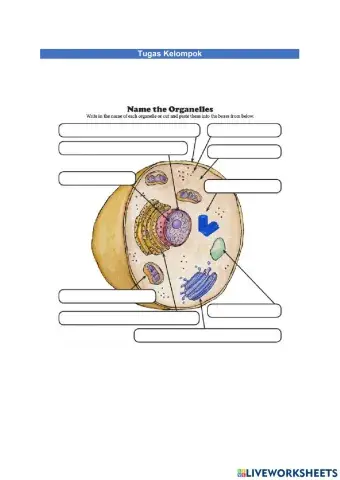 Sel hewan & sel tumbuhan