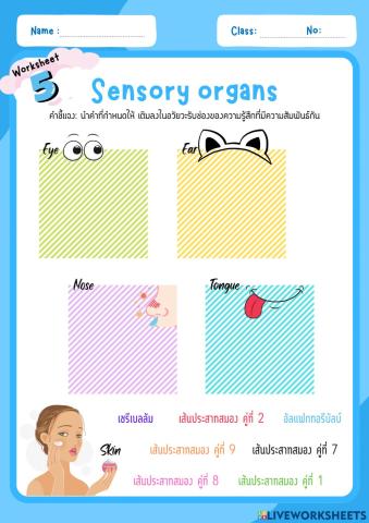 Sensory organs
