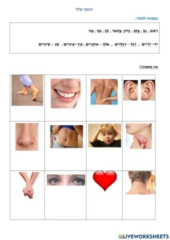 בריאות- איברי הגוף ורופאים