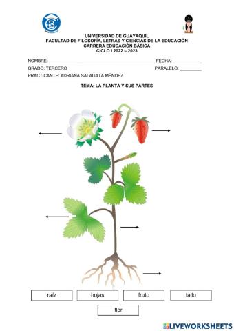 La planta y sus partes.