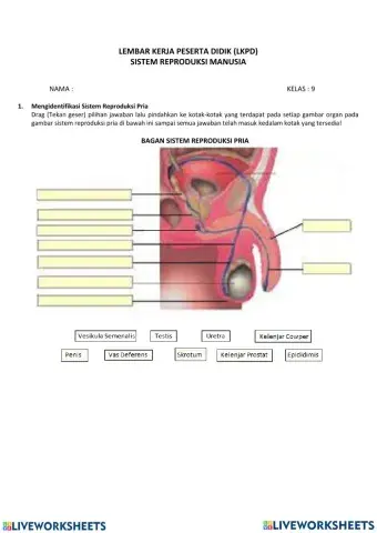 Organ Reproduksi Manusia