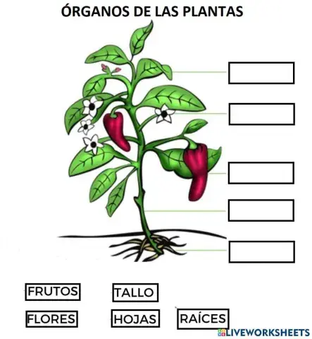 Órganos de las plantas