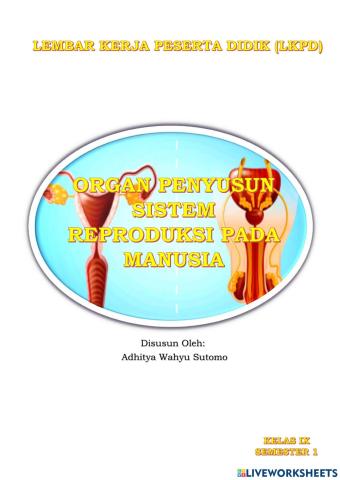 Sistem Reproduksi Manusia