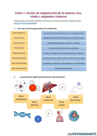 Niveles de organización de la materia viva, la célula y los orgánulos celulares