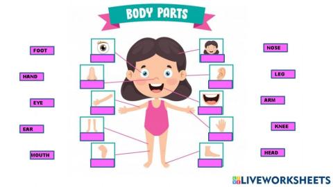 Body parts