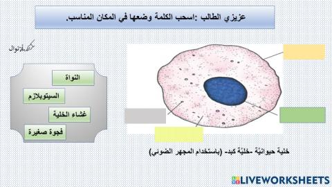 خلية حيوانية