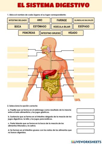 El sistema digestivo