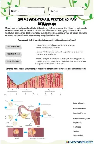 Menstruasi, fertilisasi dan kehamilan