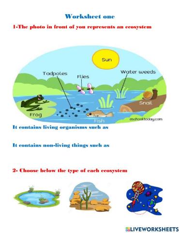 Ecosystem