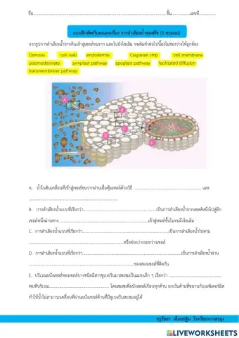 การลำเลียงน้ำของพืช
