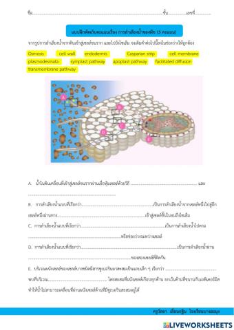 การลำเลียงน้ำของพืช