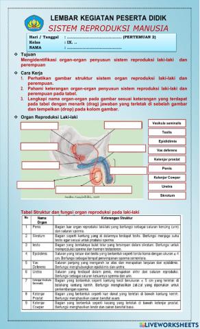 LKPD Sistem Reproduksi Pria & Wanita