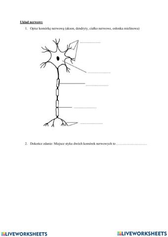 Zadania z neuronów