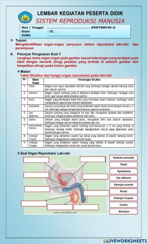 LKPD Sistem Reproduksi Pria & Wanita 2