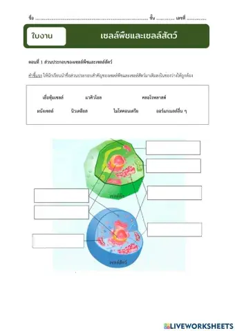 เซลล์พืชและเซลล์สัตว์