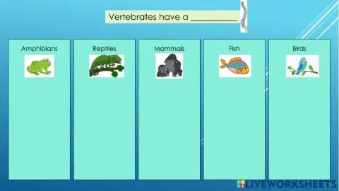 Vertebrates groups