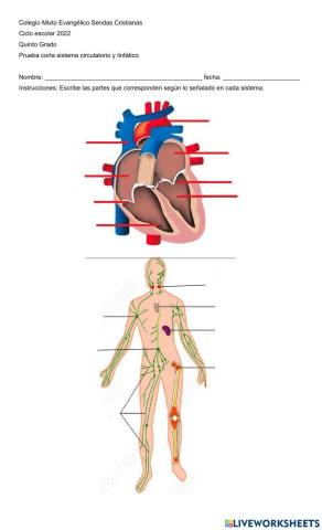 Sistema linfático y corazón