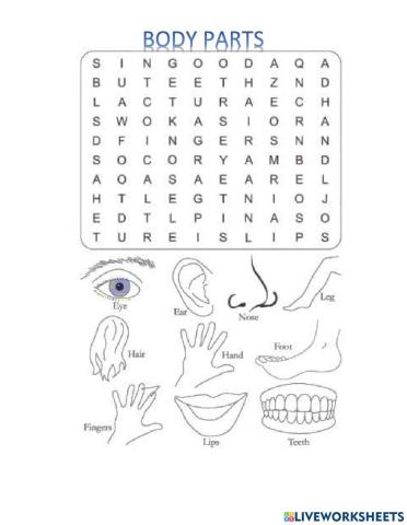 Partes del cuerpo en inglés