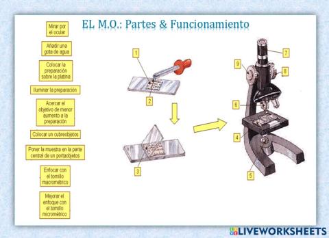 El Microscopio óptico: partes y funcionamiento