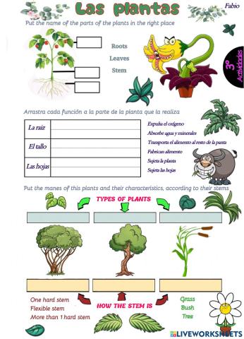 Plantas fabio