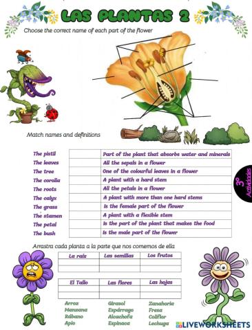 Plantas 2 fabio