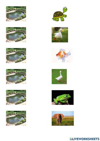 池塘里、水面上有什么