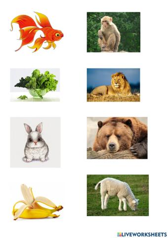 Animals 动物 животное