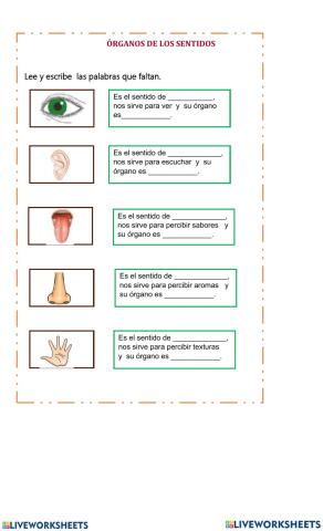Los organos y los sentidos
