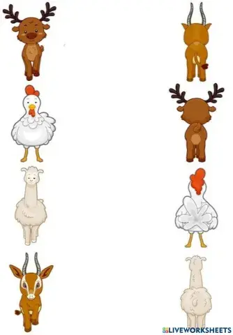 Animale - FAȚĂ - SPATE