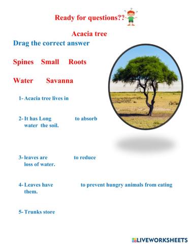 Acacia