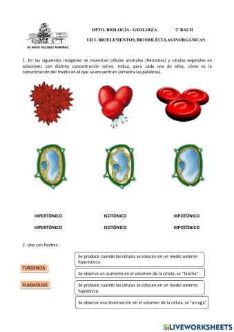 Ósmosis y molécula de agua