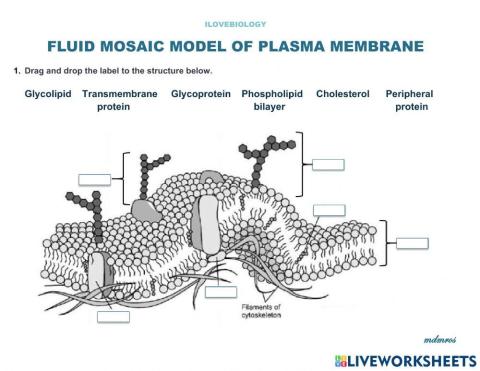 Plasma Membrane - Fluid Mosaic Model
