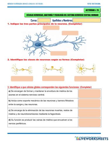 15. celulas nerviosas, anatomi y fisiologia sistema nervioso central humano