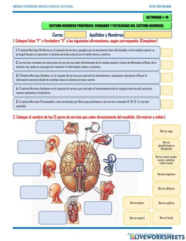 16. sistema nervioso periferico