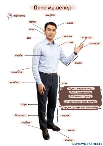 Дене мүшелері