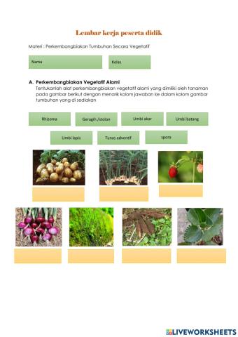 LKPD Sistem Reproduksi Tumbuhan
