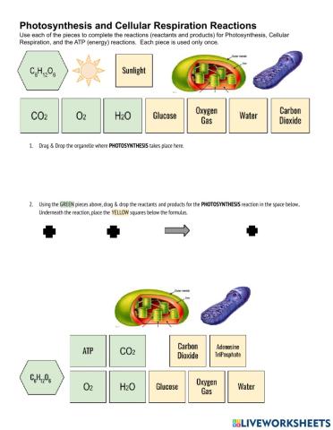 Photosynthesis and Cell Respiration Reactions