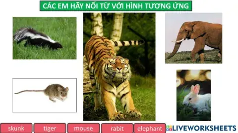 Phiếu bài tập ôn từ animal 1 fast english