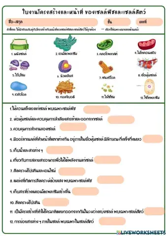 ใบงานเรื่อง โครงสร้างเซลล์พืช เซลล์สัตว์