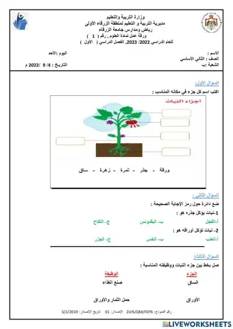 أجزاء النبات