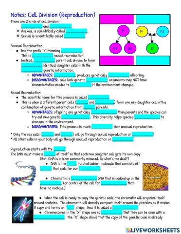 Notes: cell division