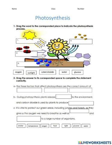 Photoshynthesis