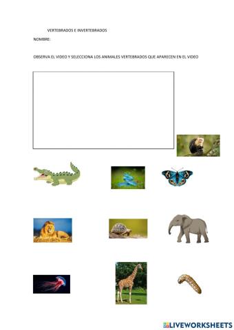 Vertebrados e invertebrados