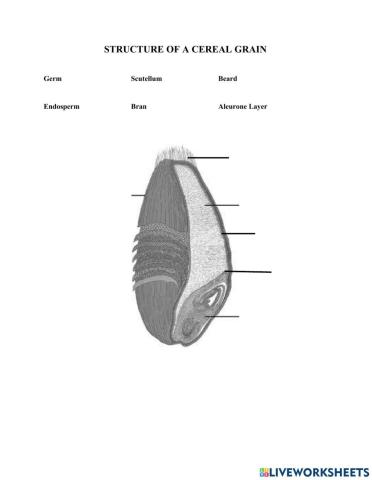 Structure of Cereal Grain
