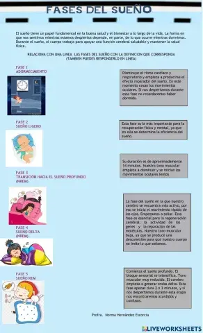 Las fases del sueño