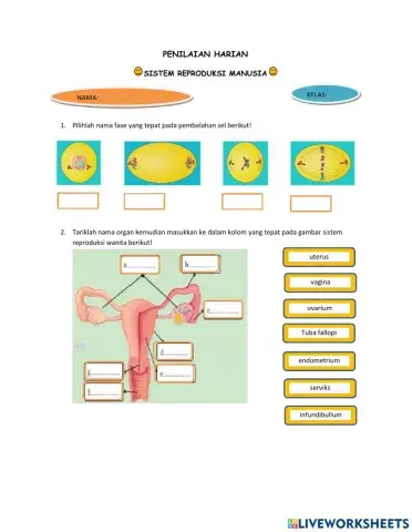 Sistem Reproduksi Manusia