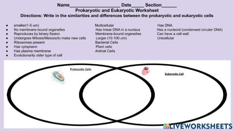 Prokaryotic and Eukaryotic Drop and Drag Worksheet