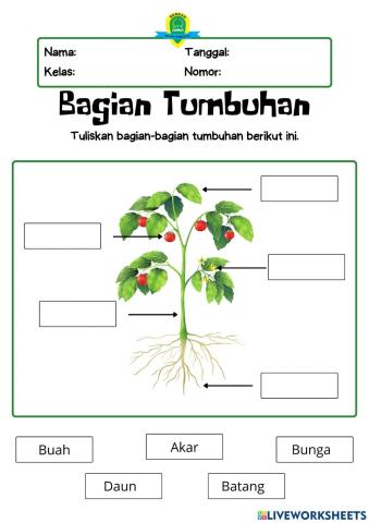 Bagian-Bagian Tumbuhan