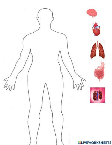 science assesment human body